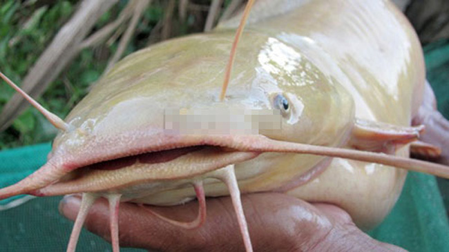 Trong khi đó, ở quận Bình Thủy, Cần Thơ lại có con cá trê da vàng lạ thường (thông thường cá trê có da trơn, màu đen hoặc nâu đen).